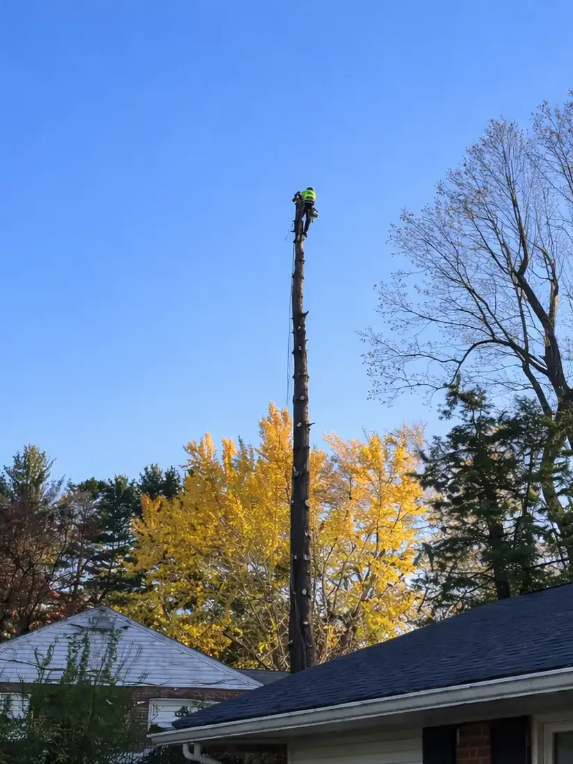 Arborist working at the top of a tall trunk