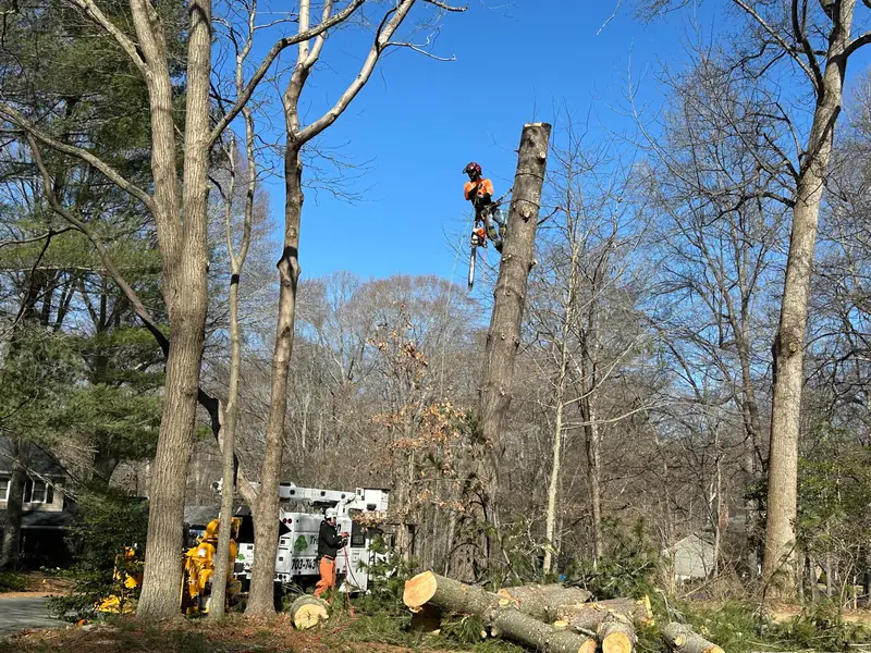 Green Tree Services tree work in Fairfax Station, VA