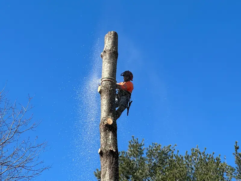 Green Tree Services tree work in Fairfax, VA