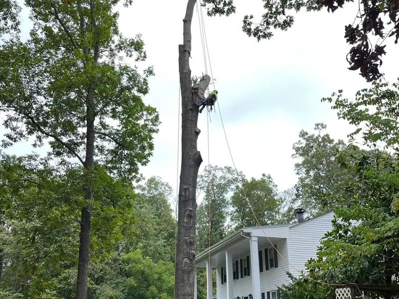 Green Tree Services crew and equipment at work