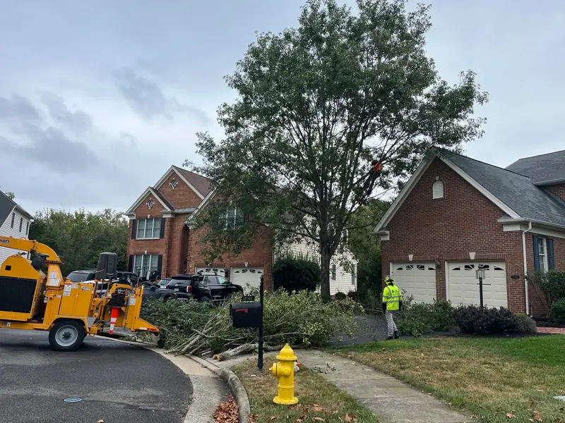Green Tree Services tree work in Great Falls, VA