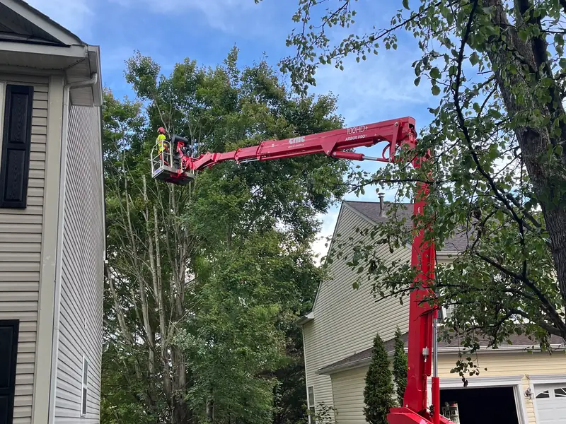 Green Tree Services tree work in Reston, VA