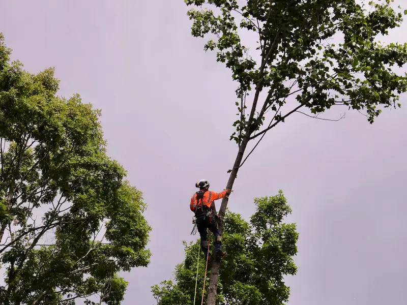 Green Tree Services climber removing a tree in Warrenton