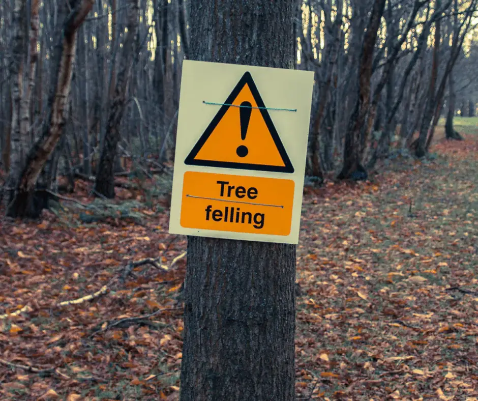 Professional tree felling in progress