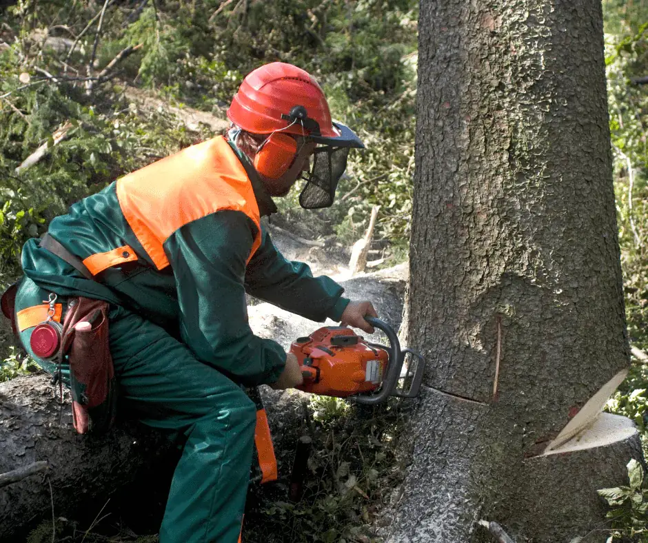 Risks of improper tree removal technique