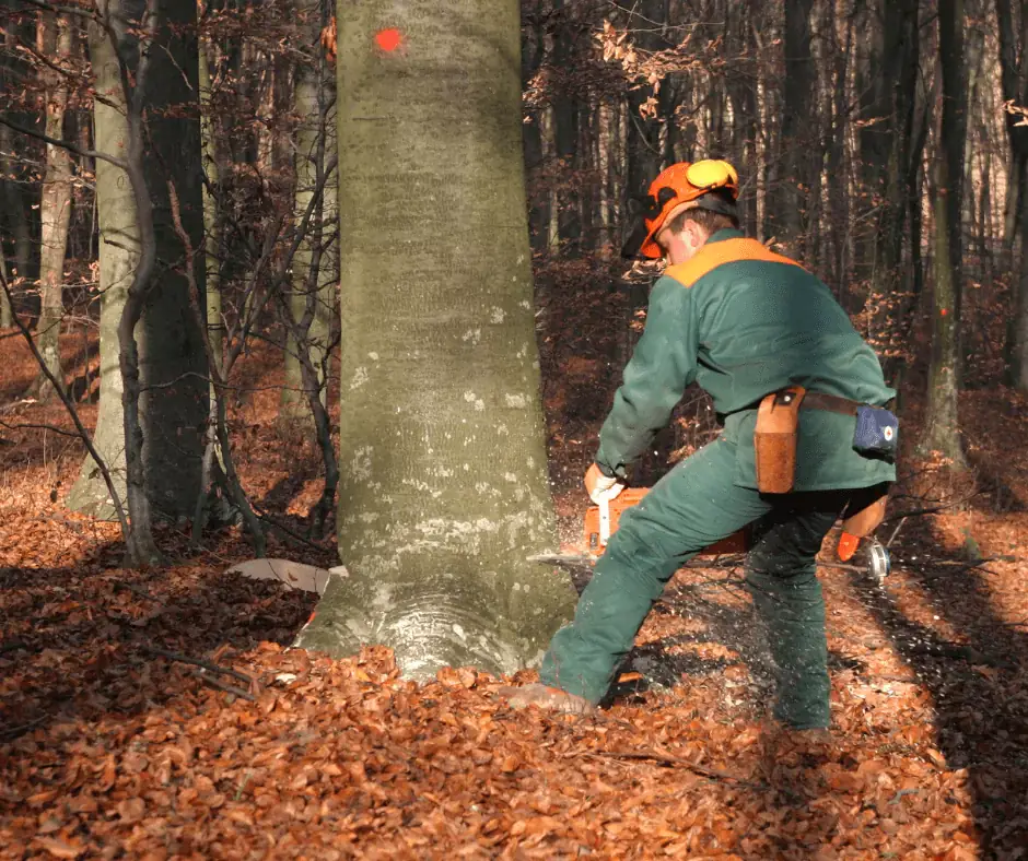 Traditional notch tree felling cut