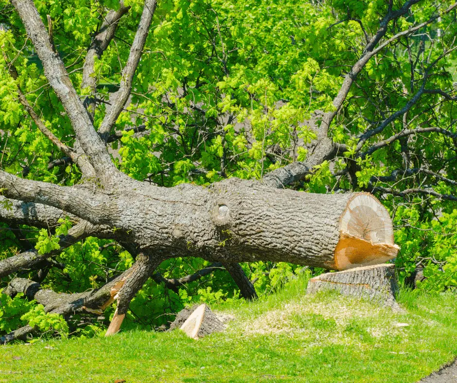 Open-faced notch tree felling cut