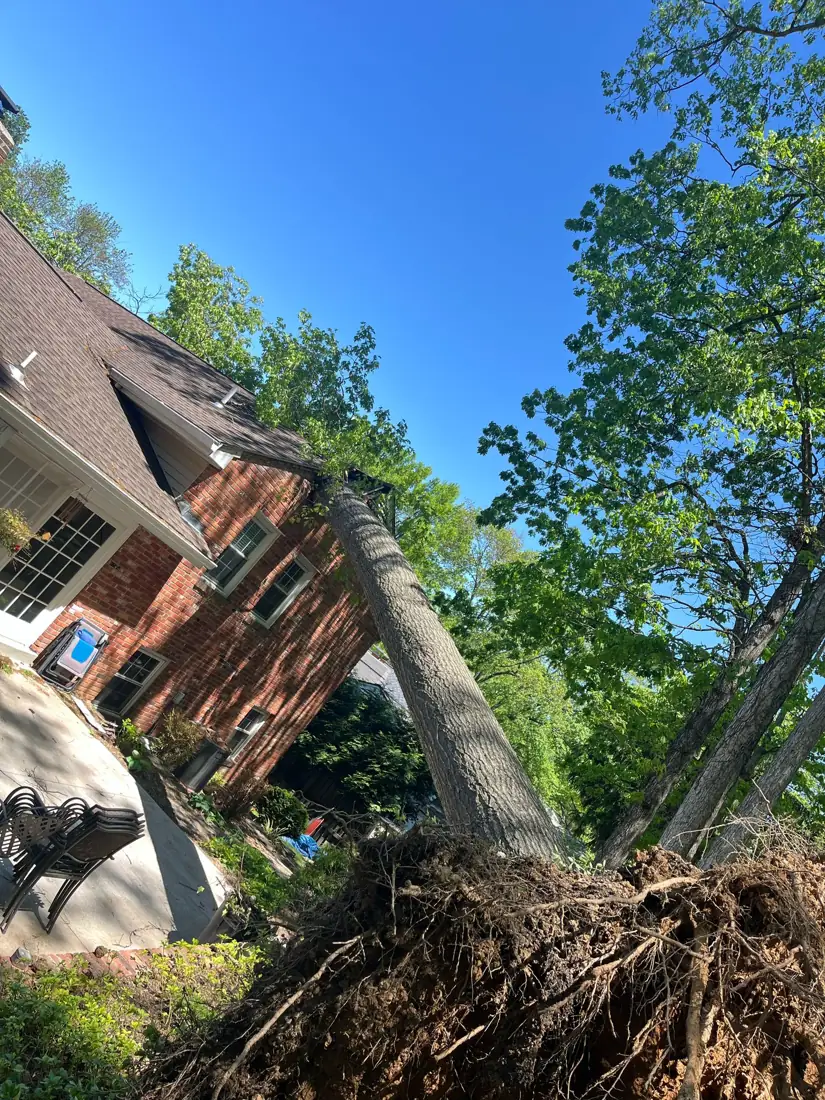 Tree fallen on a Warrenton VA property after a storm, before removal