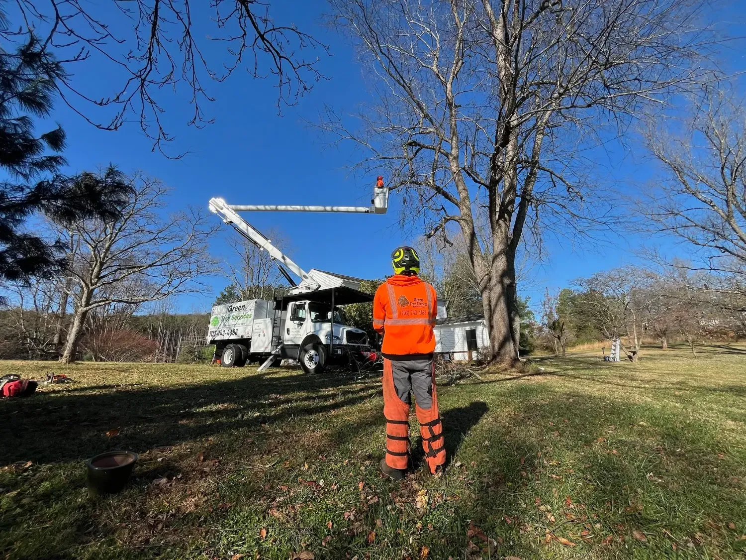 Bucket truck trimming a large tree while a crew member supervises