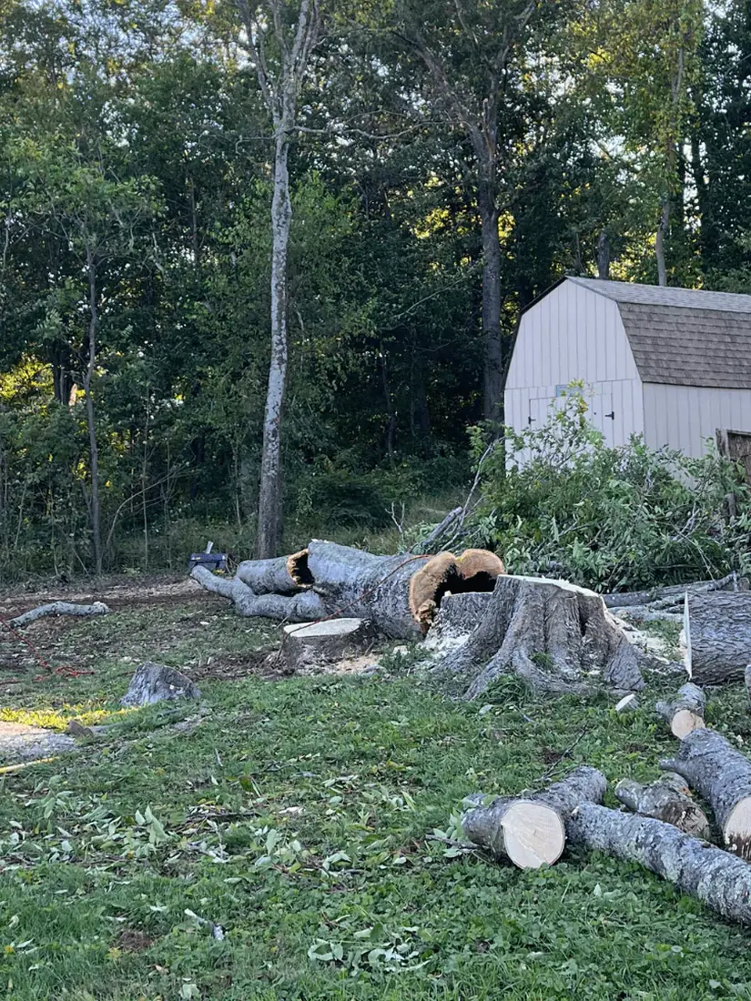 Cut logs and stumps on a lot being cleared