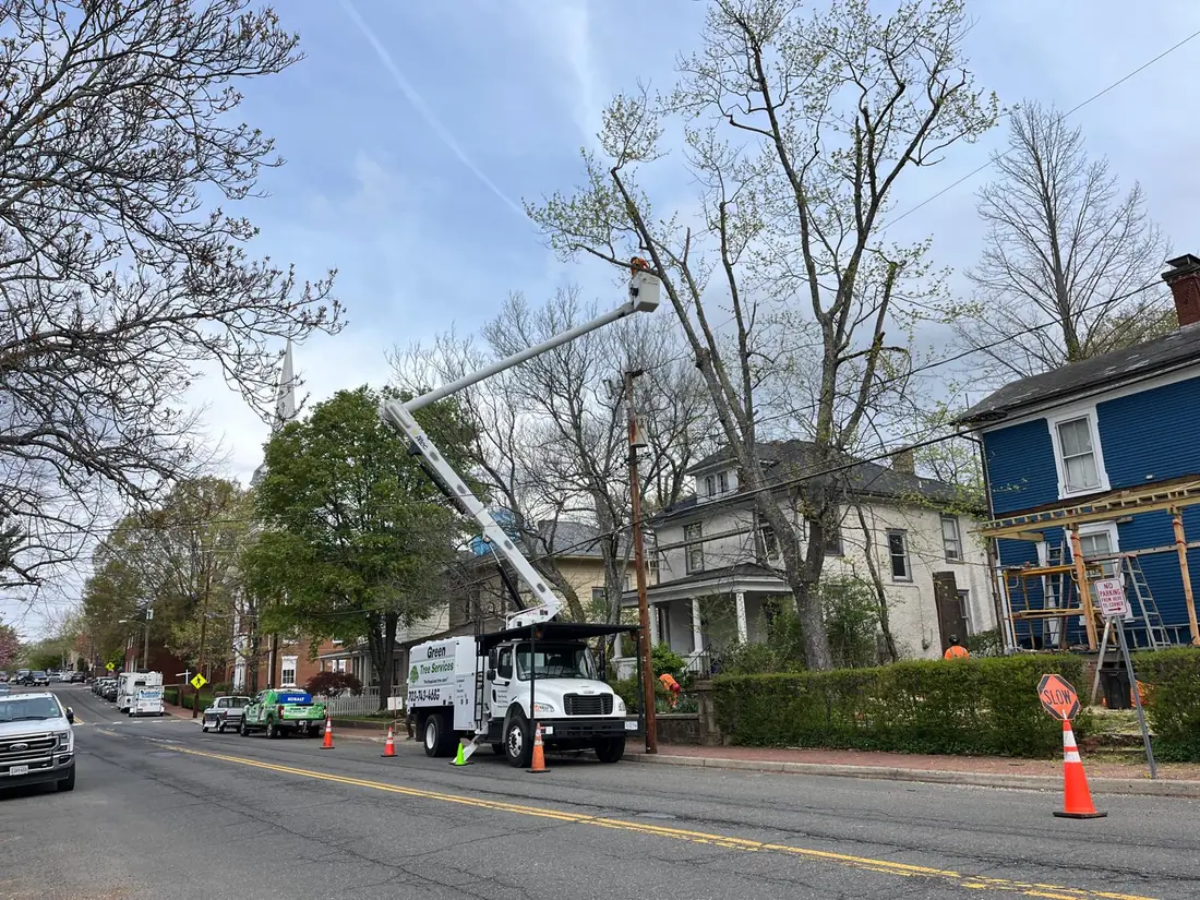 Green Tree Services bucket truck removing a dangerous tree on a town street