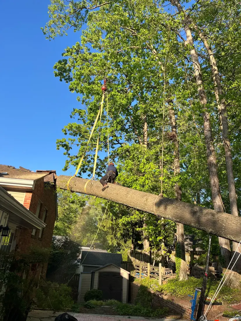 Crane removing a tree left leaning toward a house after a storm