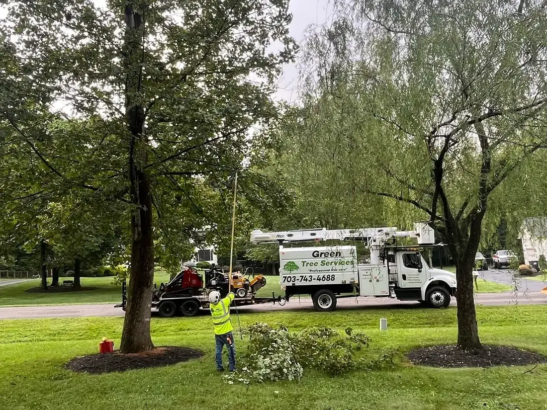 Bucket truck trimming a large tree at a Culpeper property