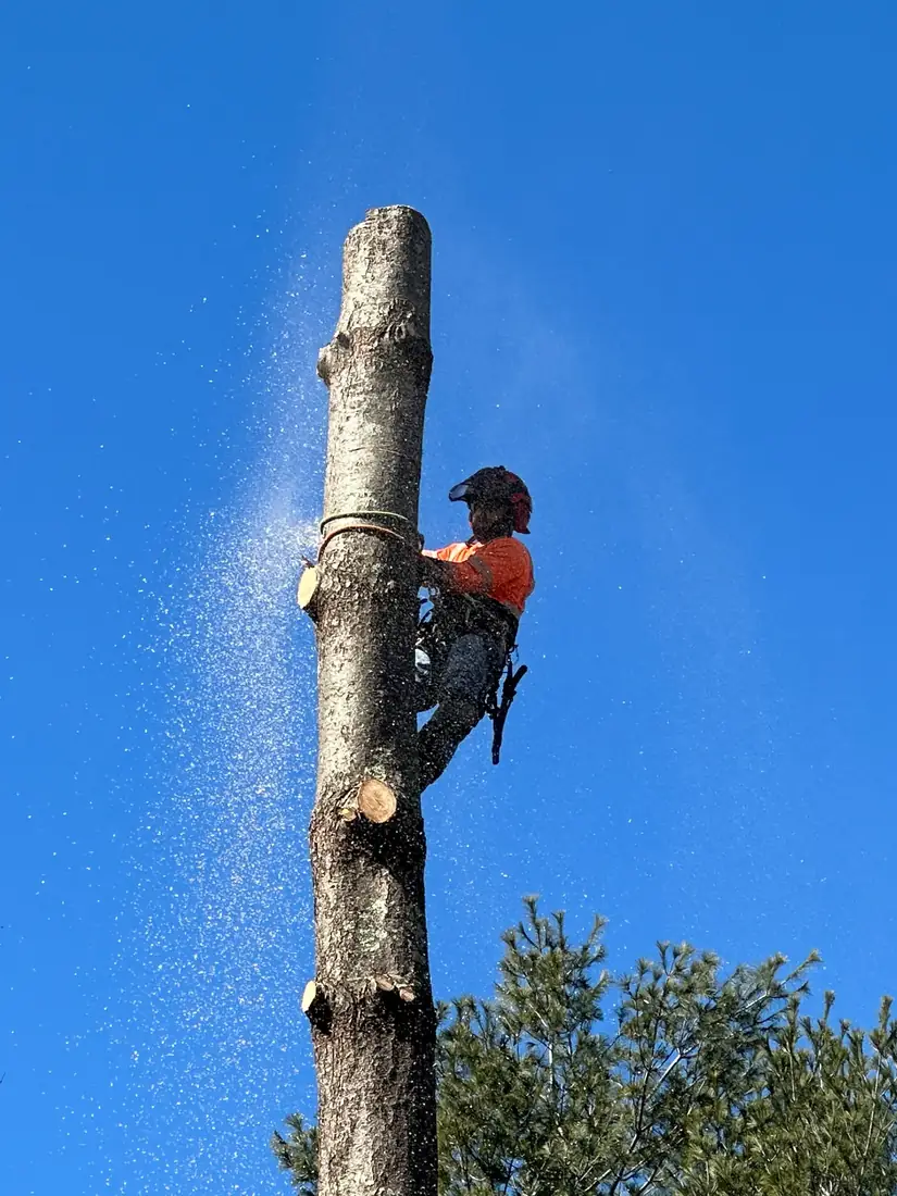 Climber cutting a tall trunk in sections in Fairfax