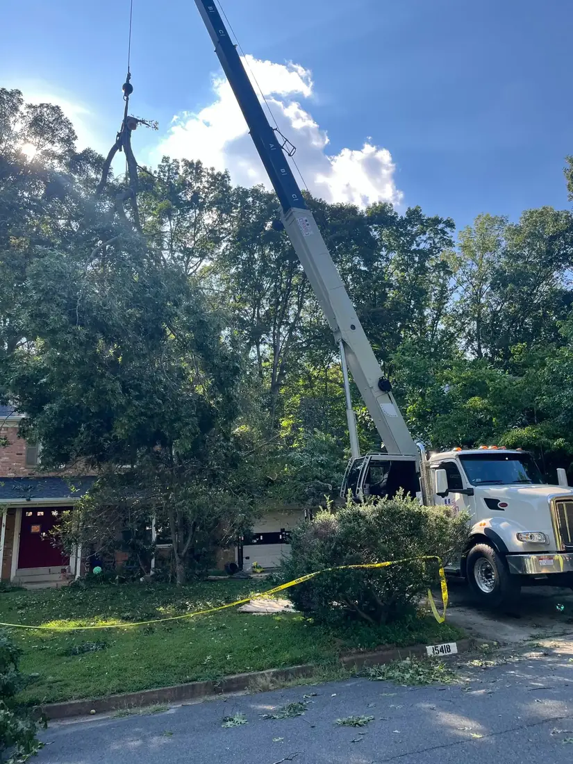 Green Tree Services crane truck working on a Fairfax street