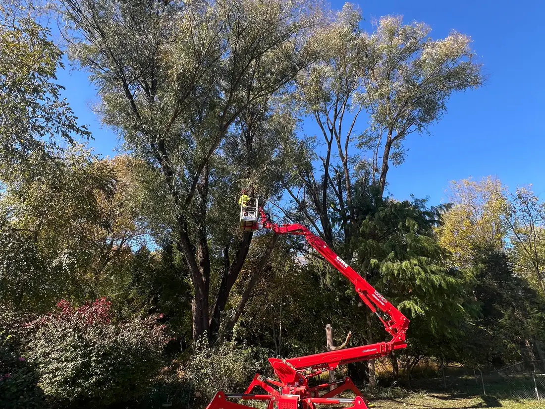 Spider lift trimming a tall tree in a Fairfax backyard
