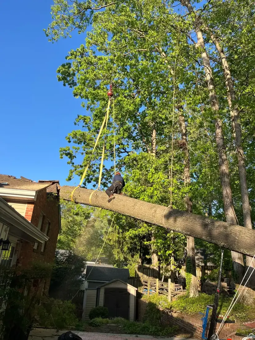 Crane lifting a heavy trunk section away from a house