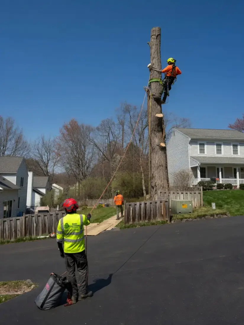 Climber removing a dead tree trunk section by section