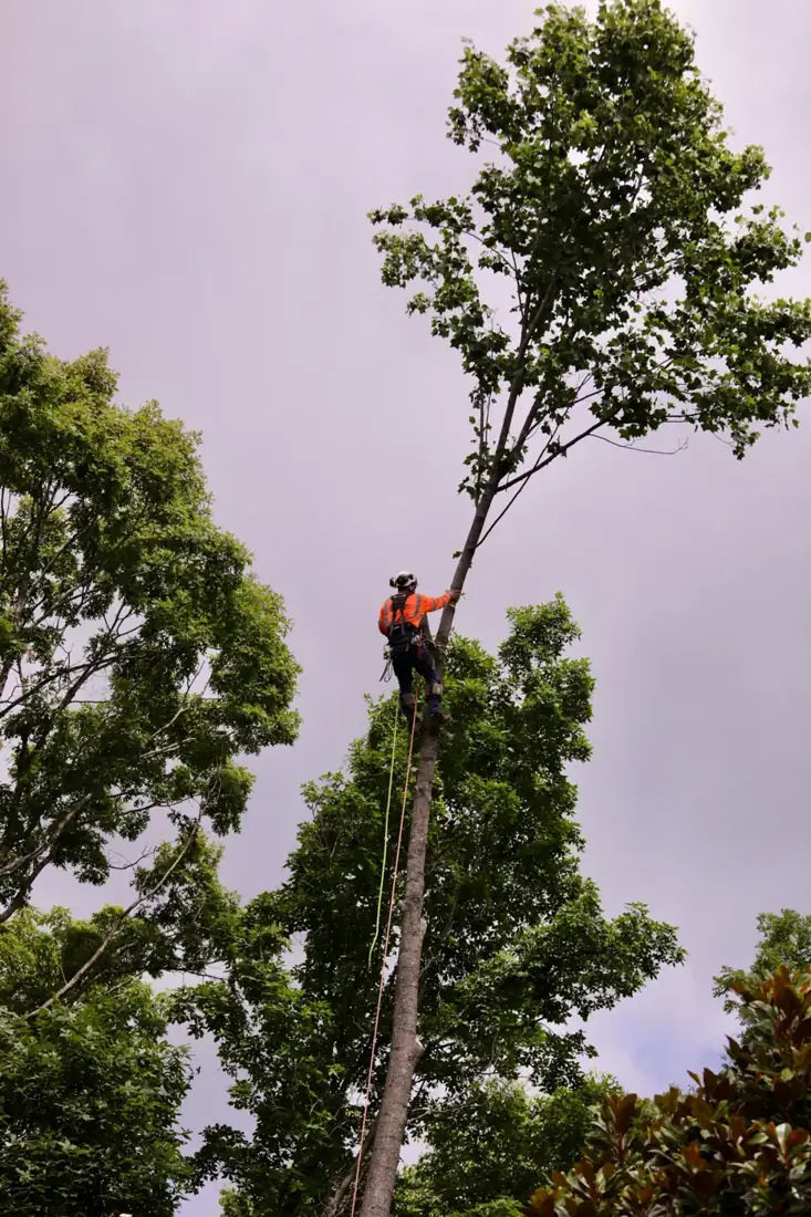 Climber in a harness cutting a tall tree down in sections