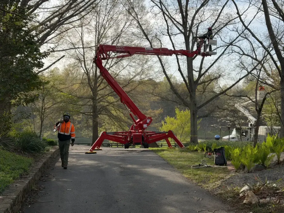 Spider lift reaching a tall tree on a residential street