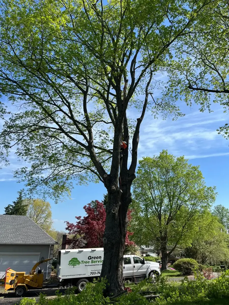 Green Tree Services arborist climbing a tree with a rope system