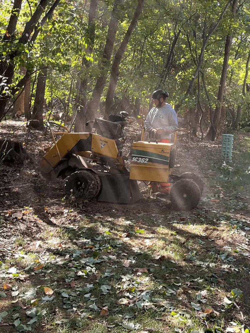 Crew grinding a stump in a wooded yard
