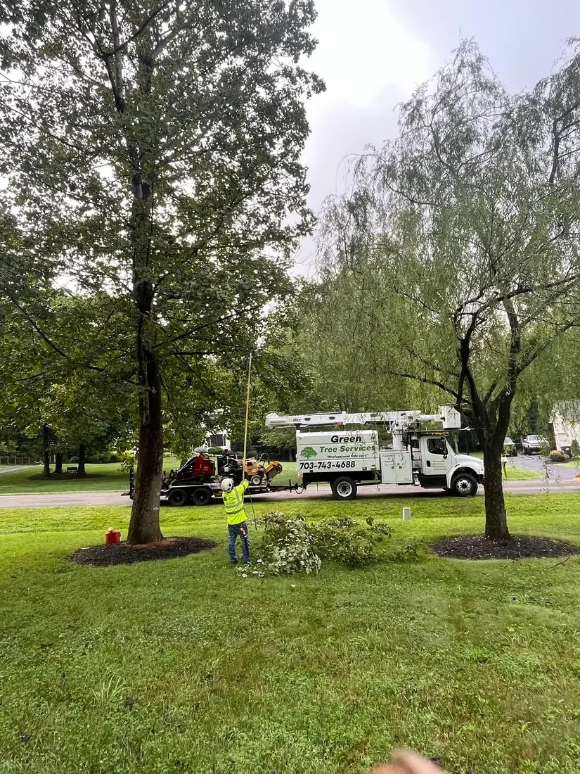 Bucket truck crew reducing the crown of a large yard tree