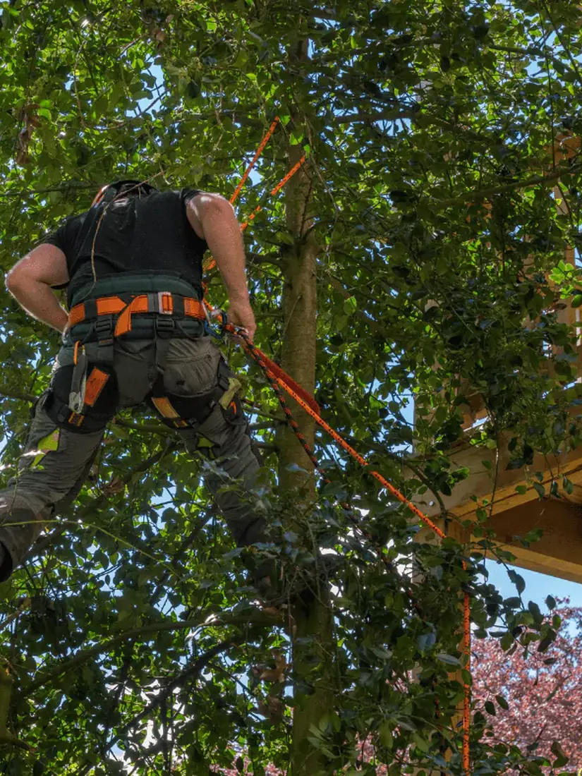 Arborist climbing a tree next to a wooden deck