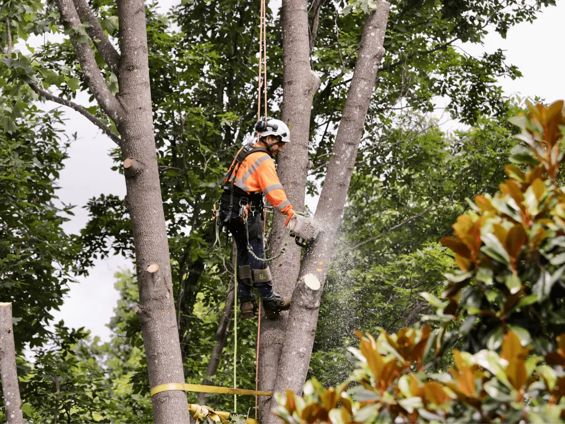 Green Tree Services arborist pruning a tree from a rope system