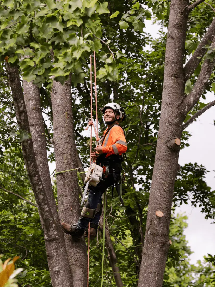 Arborist in a harness thinning branches high in a tree