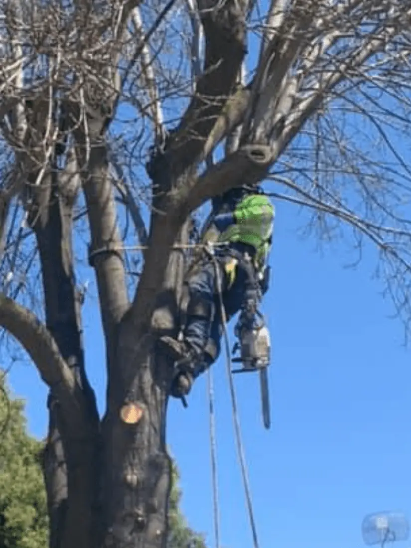 Climber removing dead limbs from a mature tree next to a house