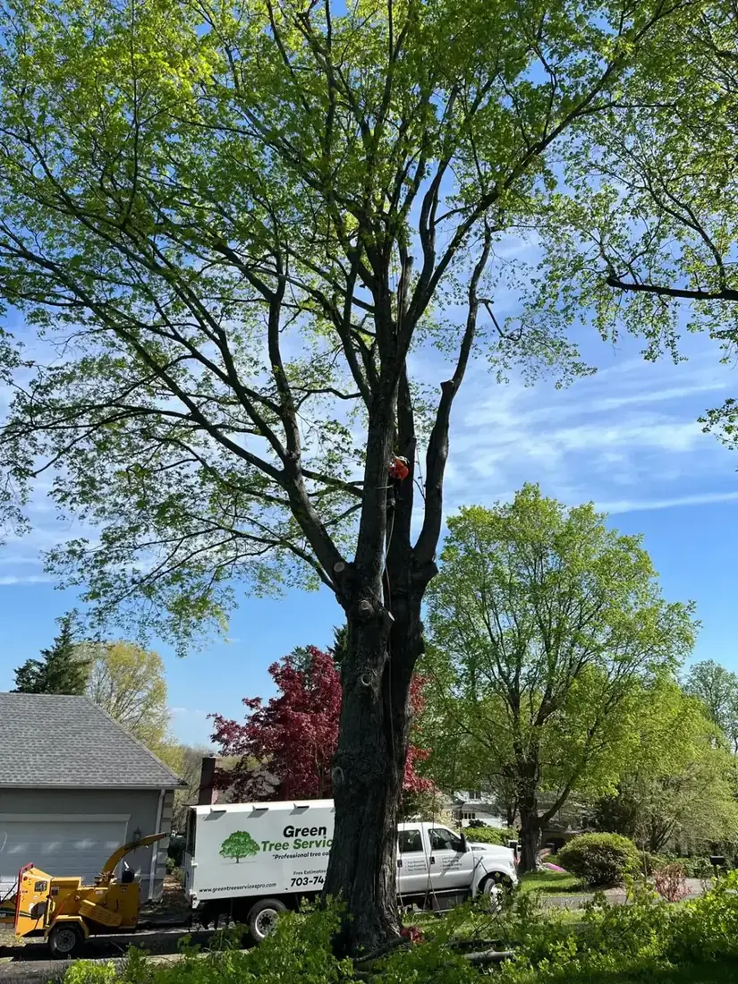 Tree near a house with lower limbs pruned for clearance
