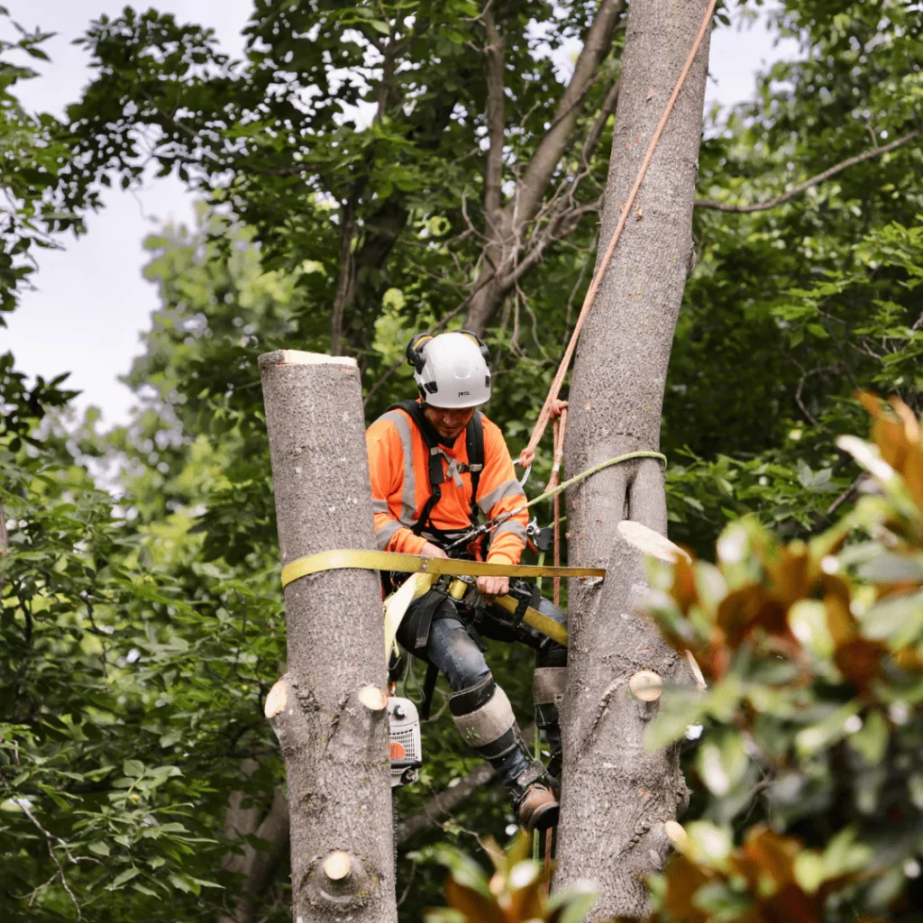 Tree Removal Services
