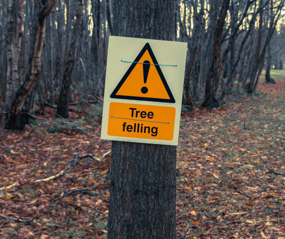 Professional tree felling in progress