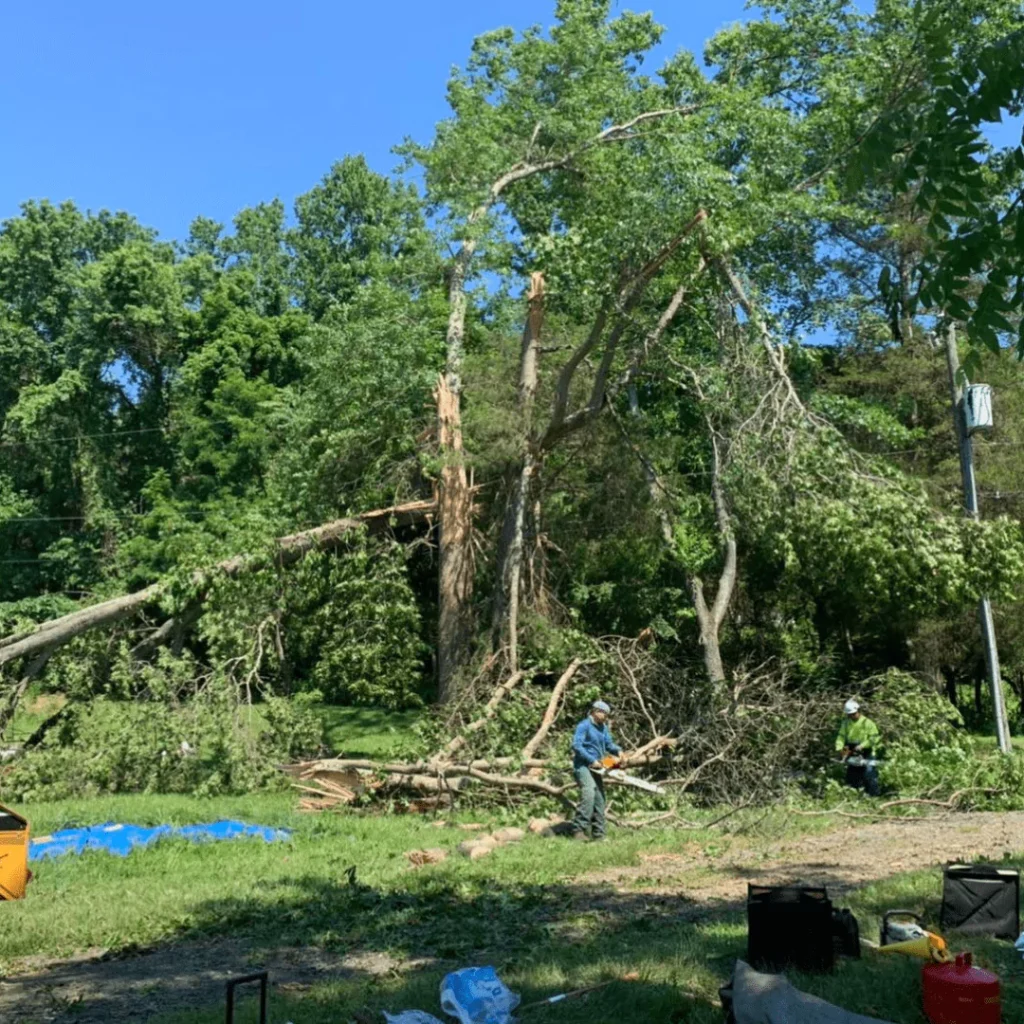 Emergency Tree Service Near Me