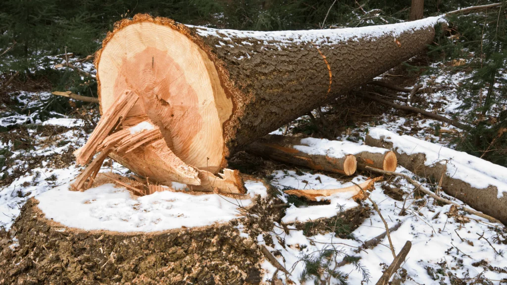 Tree Felling Cuts