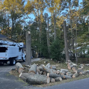 Tree Removal Bealeton