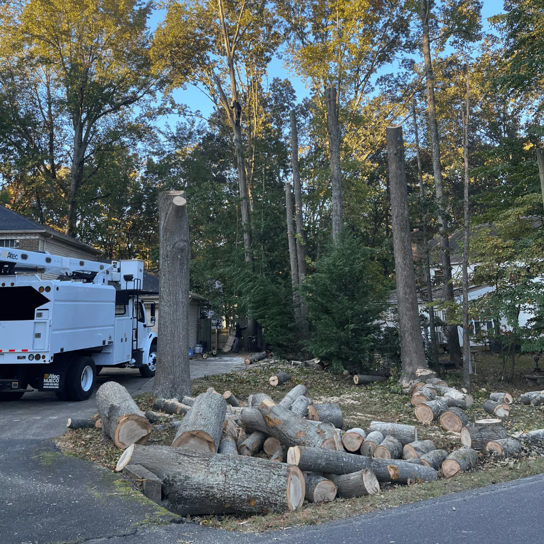 Tree Removal Bealeton