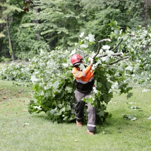 Tree Trimming Bealeton