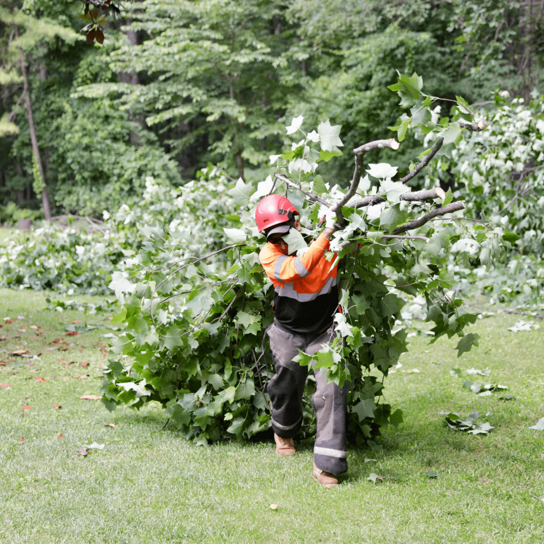 Tree Trimming Bealeton