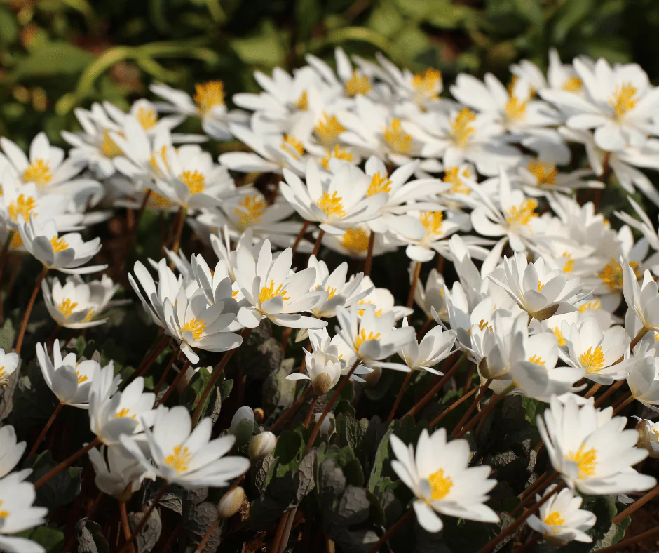 Bloodroot