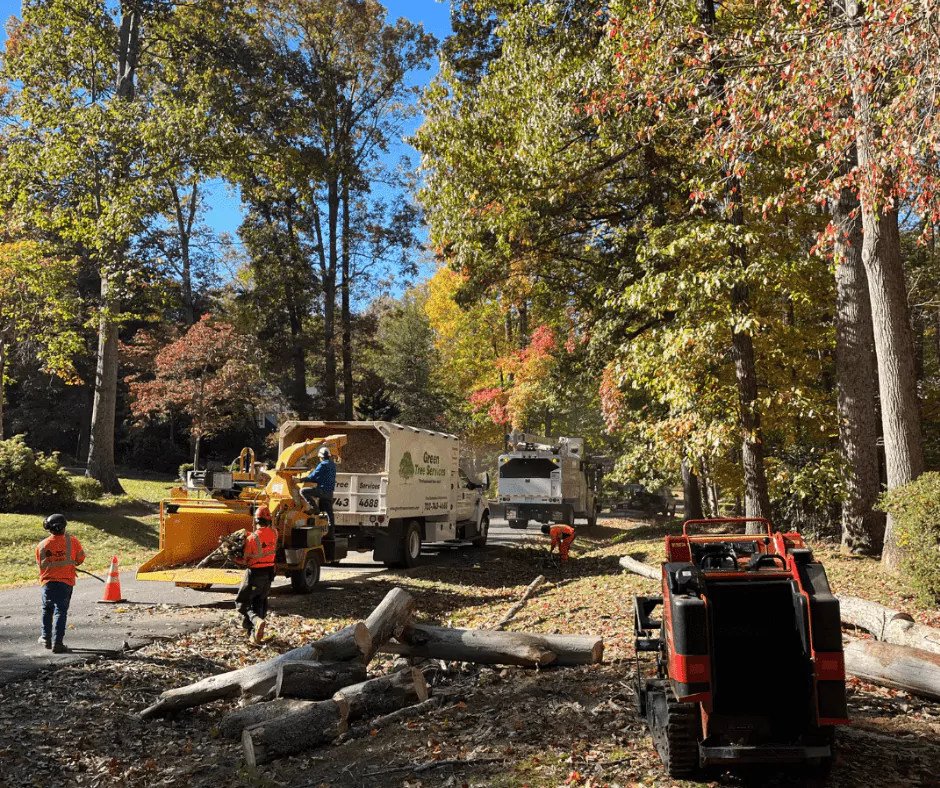 professional tree removal companies