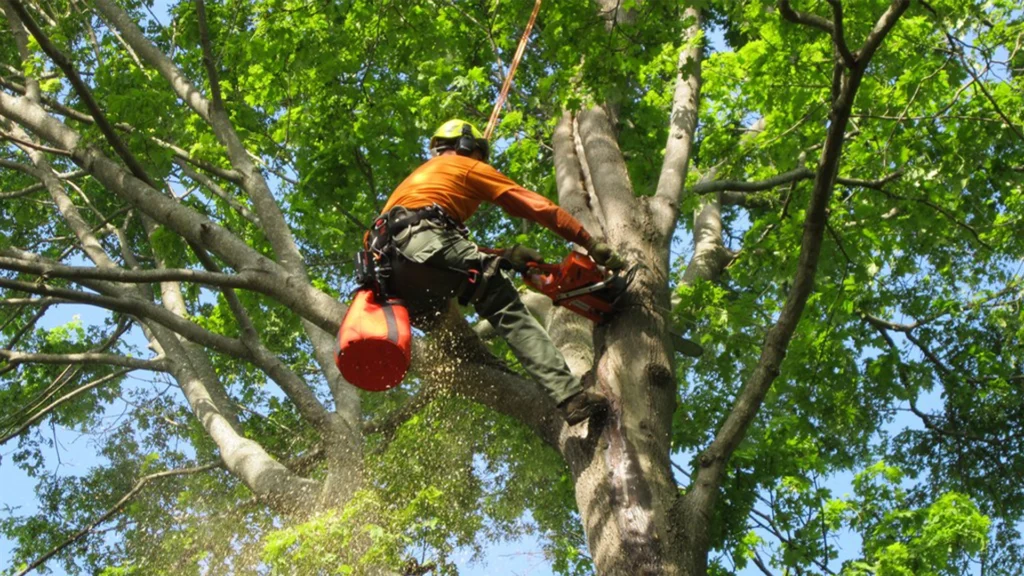 Tree care company