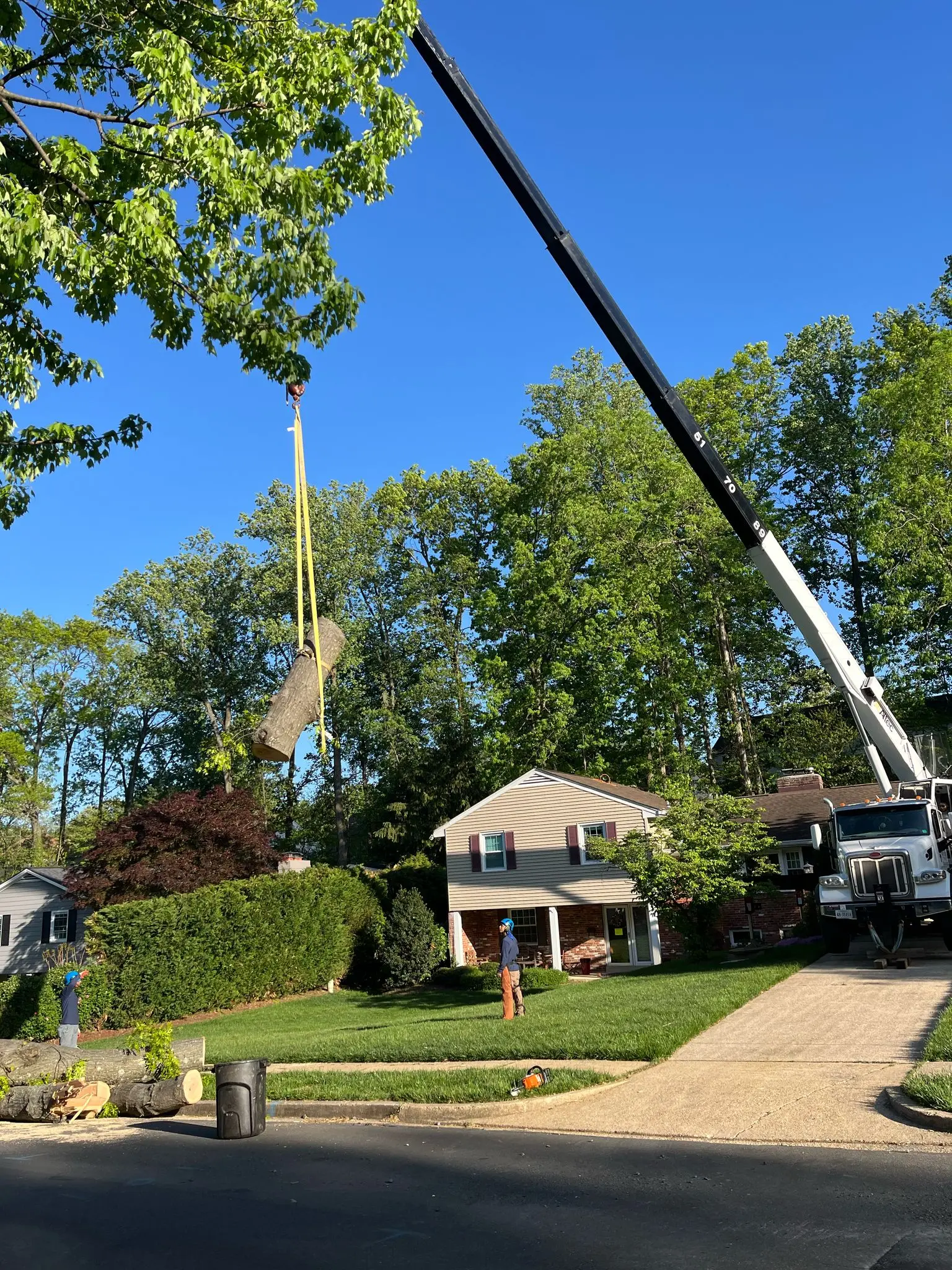 crane tree removal in backyard