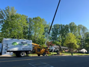 Crane tree removal near house
