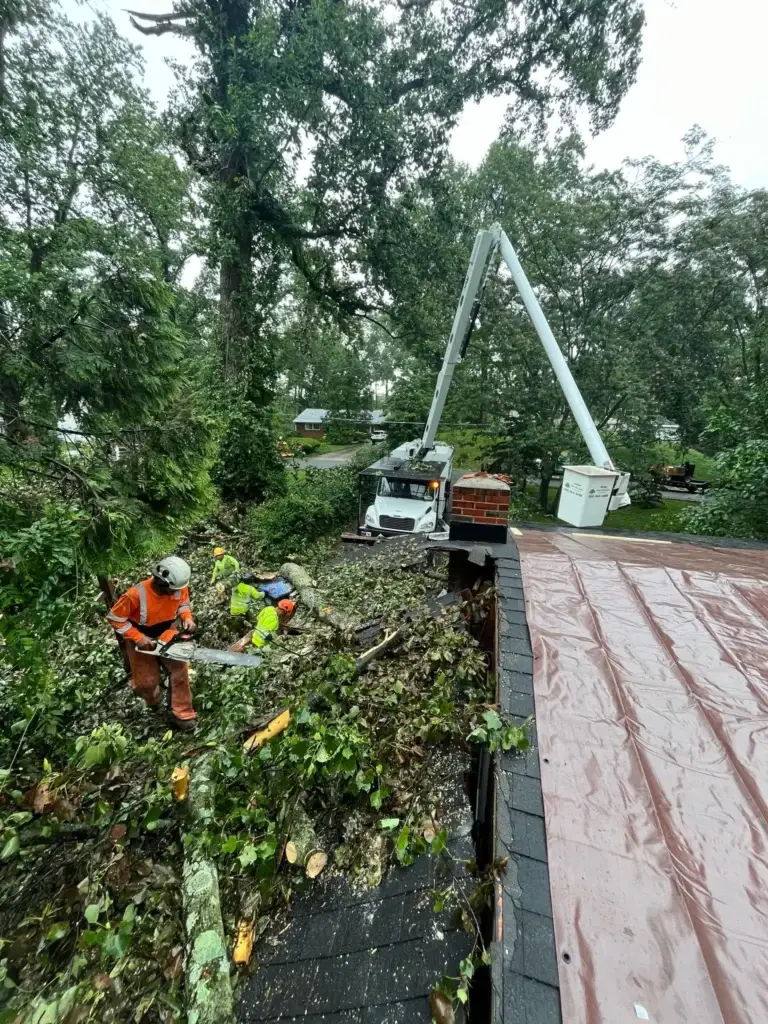 Emergency tree removal warrenton