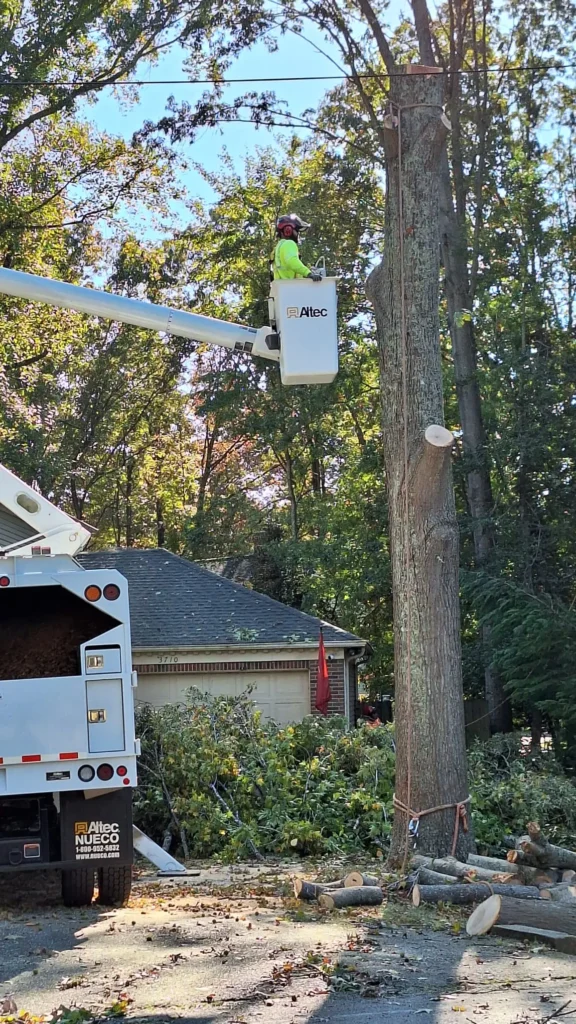 tree removal fairfax