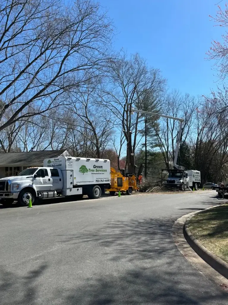 tree services marshall