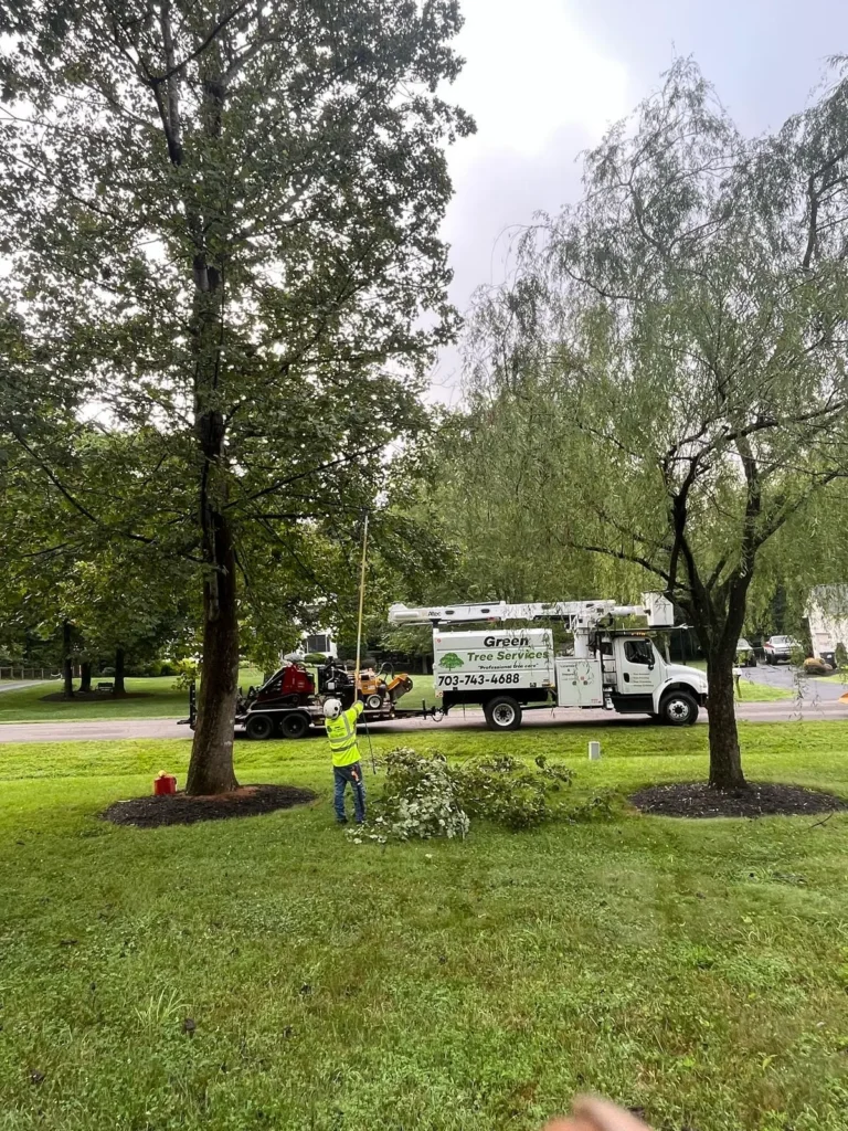 Tree trimming Culpeper
