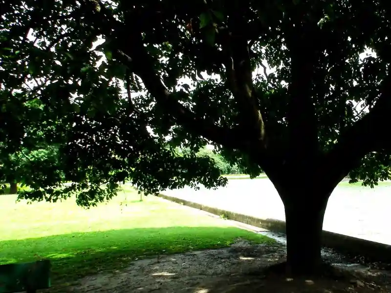 lawn with shade tree